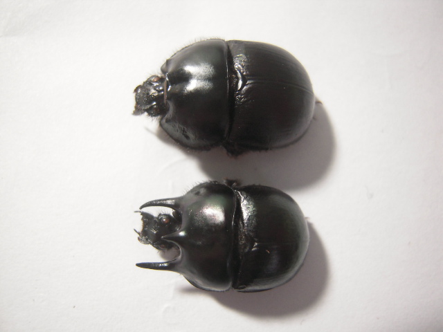 «ö¦¹¦b·sµøµ¡ÂsÄý¹Ï¤ù