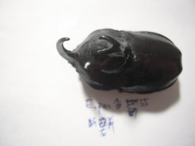 «ö¦¹¦b·sµøµ¡ÂsÄý¹Ï¤ù