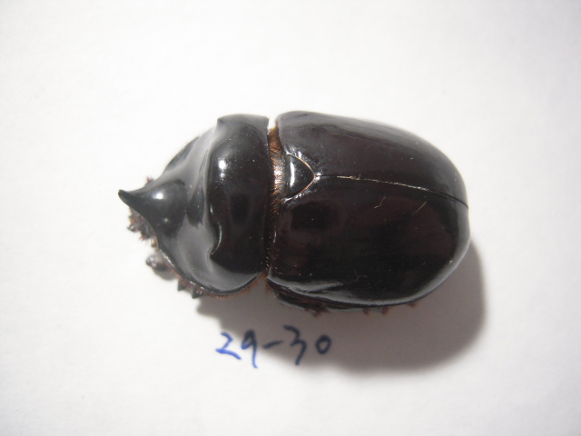 «ö¦¹¦b·sµøµ¡ÂsÄý¹Ï¤ù