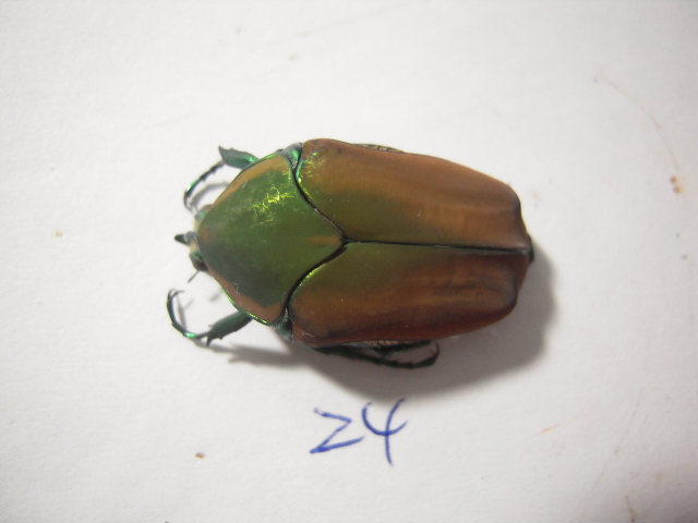 «ö¦¹¦b·sµøµ¡ÂsÄý¹Ï¤ù