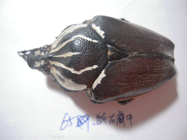 «ö¦¹¦b·sµøµ¡ÂsÄý¹Ï¤ù