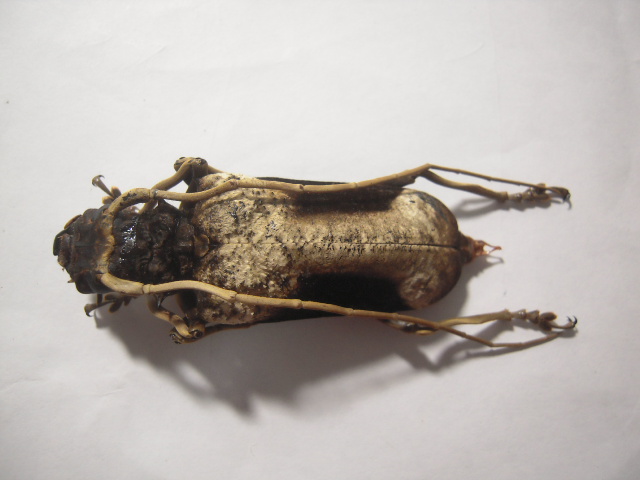 «ö¦¹¦b·sµøµ¡ÂsÄý¹Ï¤ù