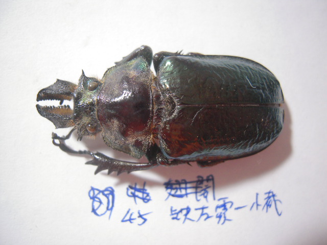 «ö¦¹¦b·sµøµ¡ÂsÄý¹Ï¤ù