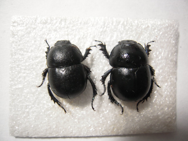 «ö¦¹¦b·sµøµ¡ÂsÄý¹Ï¤ù