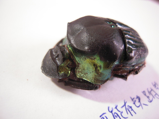 «ö¦¹¦b·sµøµ¡ÂsÄý¹Ï¤ù