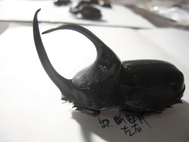 «ö¦¹¦b·sµøµ¡ÂsÄý¹Ï¤ù