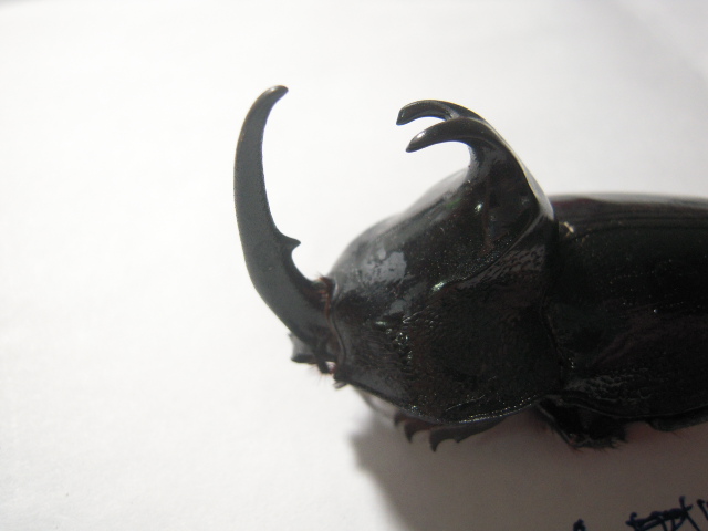 «ö¦¹¦b·sµøµ¡ÂsÄý¹Ï¤ù