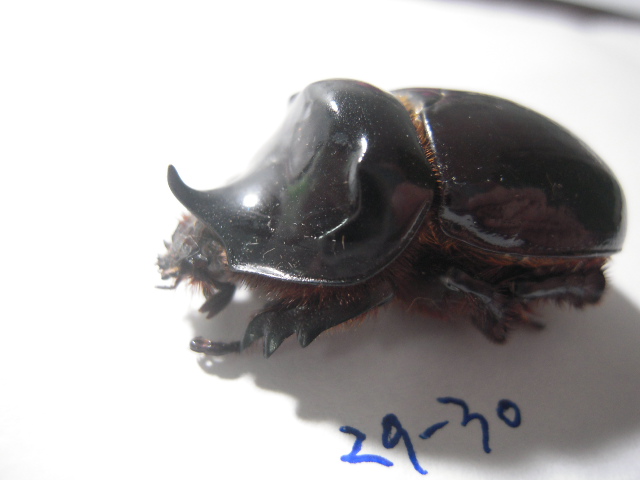 «ö¦¹¦b·sµøµ¡ÂsÄý¹Ï¤ù