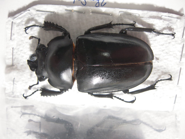 «ö¦¹¦b·sµøµ¡ÂsÄý¹Ï¤ù