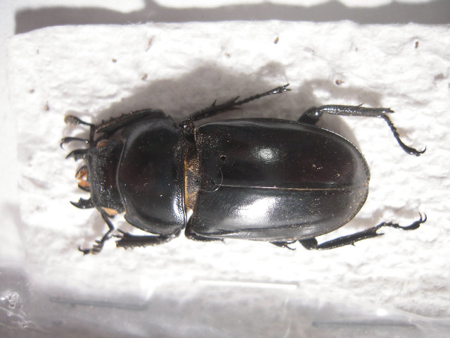 «ö¦¹¦b·sµøµ¡ÂsÄý¹Ï¤ù