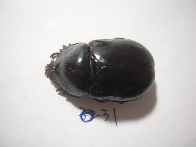 «ö¦¹¦b·sµøµ¡ÂsÄý¹Ï¤ù