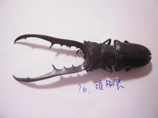 «ö¦¹¦b·sµøµ¡ÂsÄý¹Ï¤ù