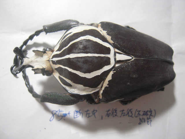 «ö¦¹¦b·sµøµ¡ÂsÄý¹Ï¤ù