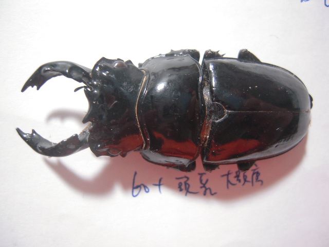 «ö¦¹¦b·sµøµ¡ÂsÄý¹Ï¤ù