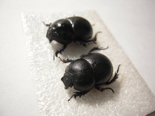 «ö¦¹¦b·sµøµ¡ÂsÄý¹Ï¤ù