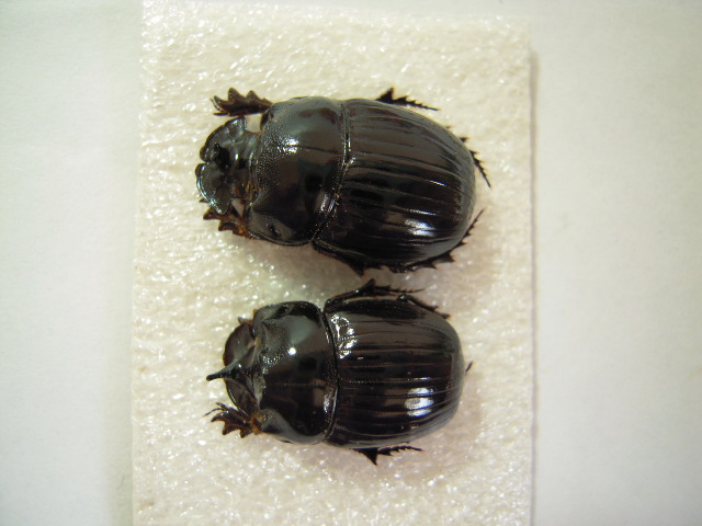 «ö¦¹¦b·sµøµ¡ÂsÄý¹Ï¤ù