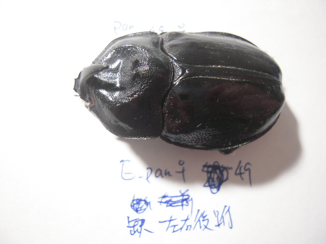 «ö¦¹¦b·sµøµ¡ÂsÄý¹Ï¤ù