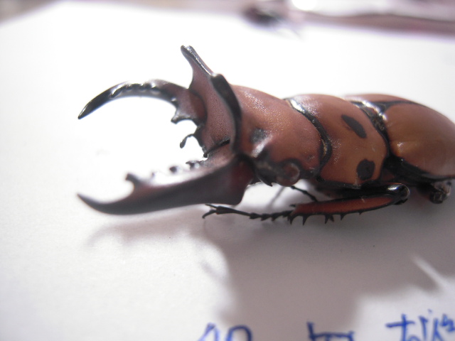 «ö¦¹¦b·sµøµ¡ÂsÄý¹Ï¤ù