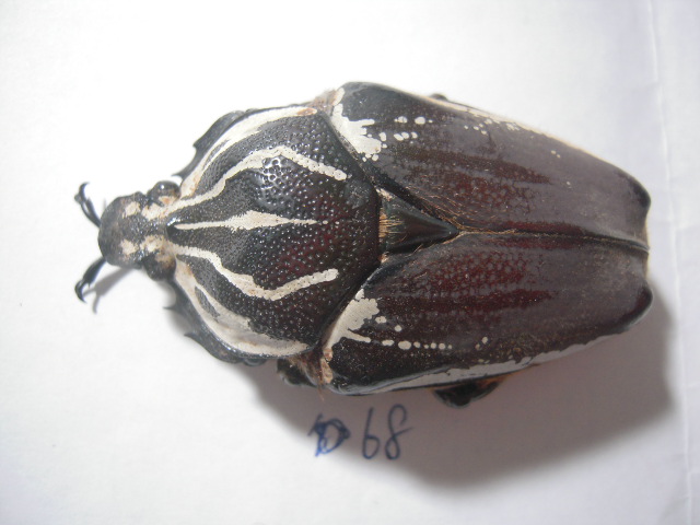 «ö¦¹¦b·sµøµ¡ÂsÄý¹Ï¤ù