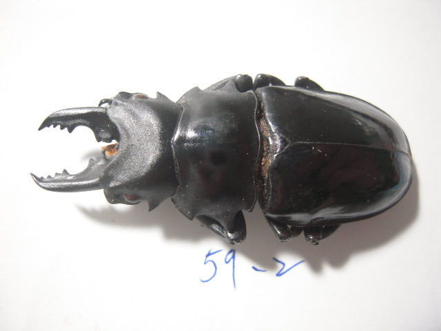 «ö¦¹¦b·sµøµ¡ÂsÄý¹Ï¤ù