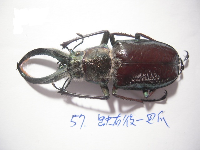 «ö¦¹¦b·sµøµ¡ÂsÄý¹Ï¤ù