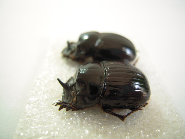 «ö¦¹¦b·sµøµ¡ÂsÄý¹Ï¤ù