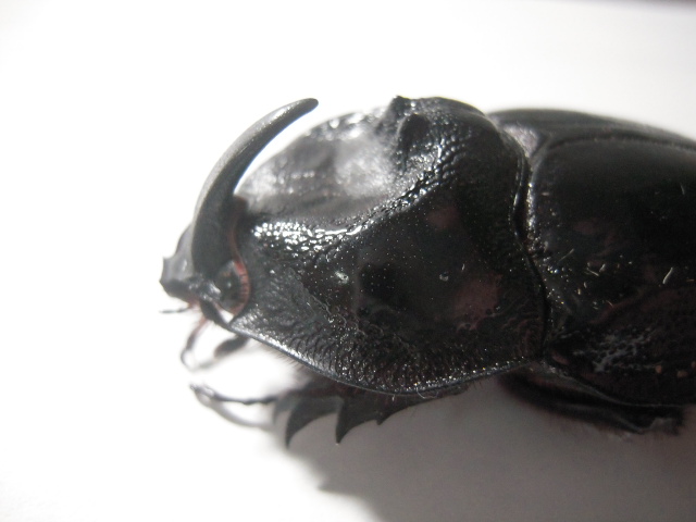 «ö¦¹¦b·sµøµ¡ÂsÄý¹Ï¤ù