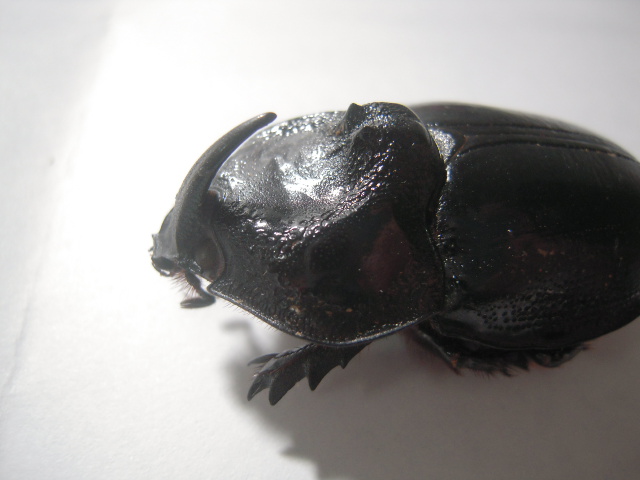 «ö¦¹¦b·sµøµ¡ÂsÄý¹Ï¤ù