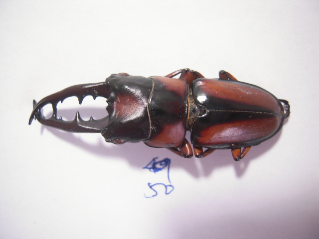 «ö¦¹¦b·sµøµ¡ÂsÄý¹Ï¤ù