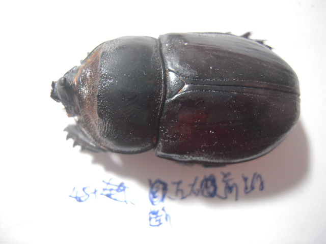 «ö¦¹¦b·sµøµ¡ÂsÄý¹Ï¤ù