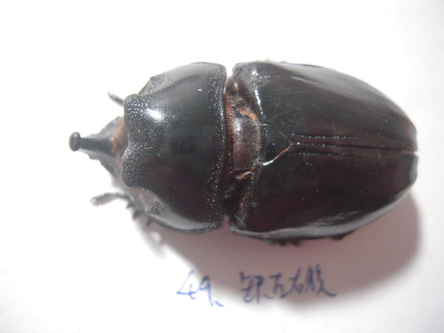 «ö¦¹¦b·sµøµ¡ÂsÄý¹Ï¤ù