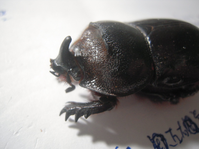 «ö¦¹¦b·sµøµ¡ÂsÄý¹Ï¤ù