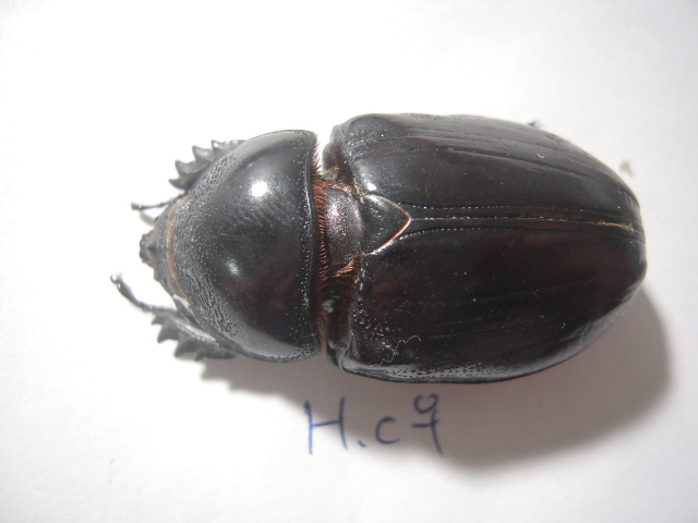 «ö¦¹¦b·sµøµ¡ÂsÄý¹Ï¤ù