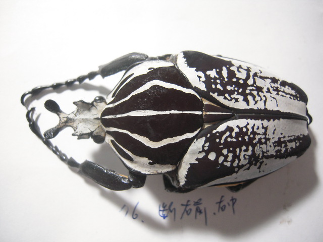 «ö¦¹¦b·sµøµ¡ÂsÄý¹Ï¤ù