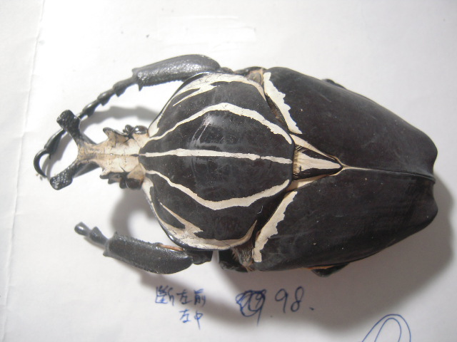 «ö¦¹¦b·sµøµ¡ÂsÄý¹Ï¤ù