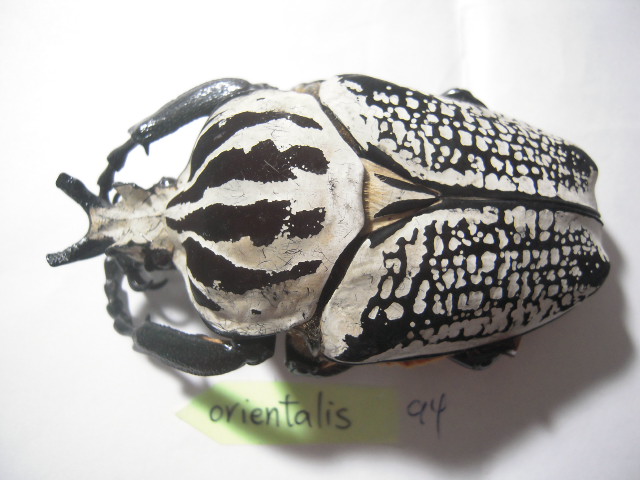 «ö¦¹¦b·sµøµ¡ÂsÄý¹Ï¤ù