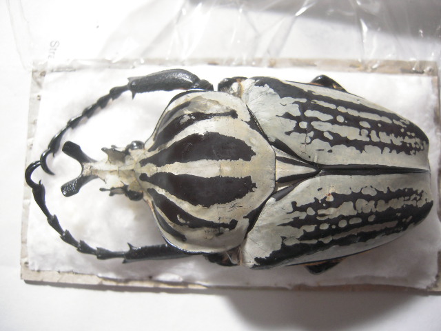 «ö¦¹¦b·sµøµ¡ÂsÄý¹Ï¤ù