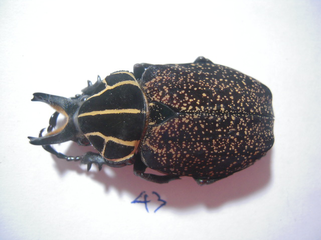 «ö¦¹¦b·sµøµ¡ÂsÄý¹Ï¤ù