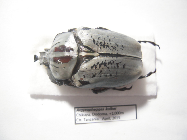 «ö¦¹¦b·sµøµ¡ÂsÄý¹Ï¤ù