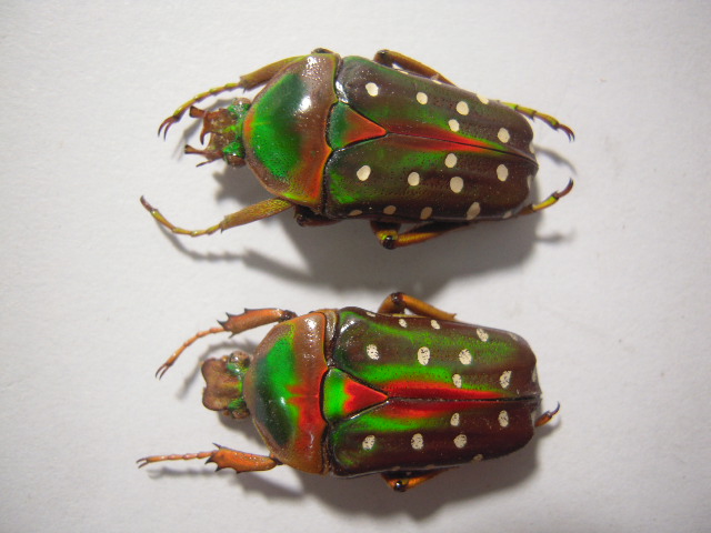 «ö¦¹¦b·sµøµ¡ÂsÄý¹Ï¤ù