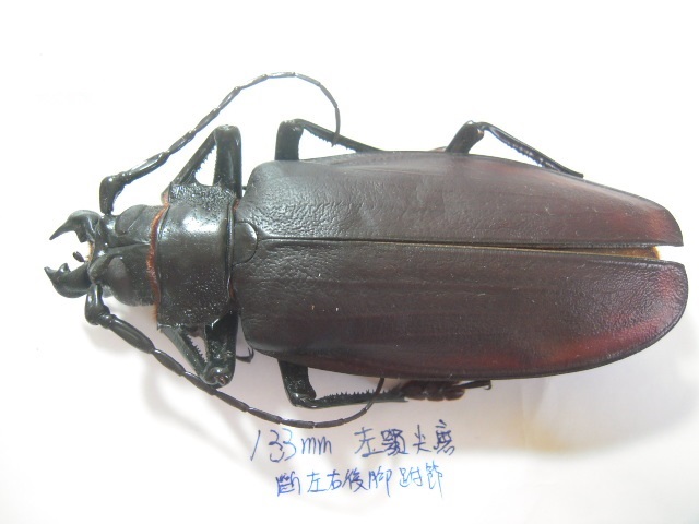 «ö¦¹¦b·sµøµ¡ÂsÄý¹Ï¤ù