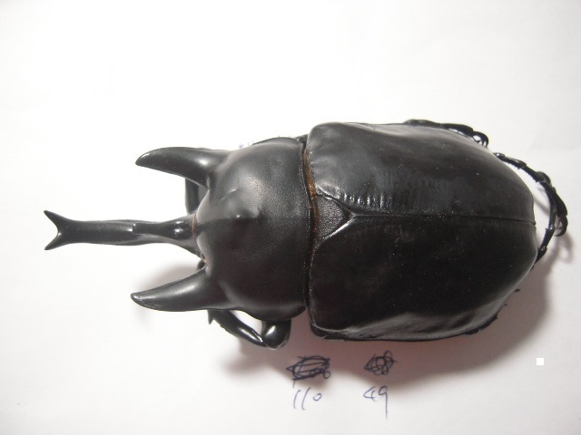 «ö¦¹¦b·sµøµ¡ÂsÄý¹Ï¤ù