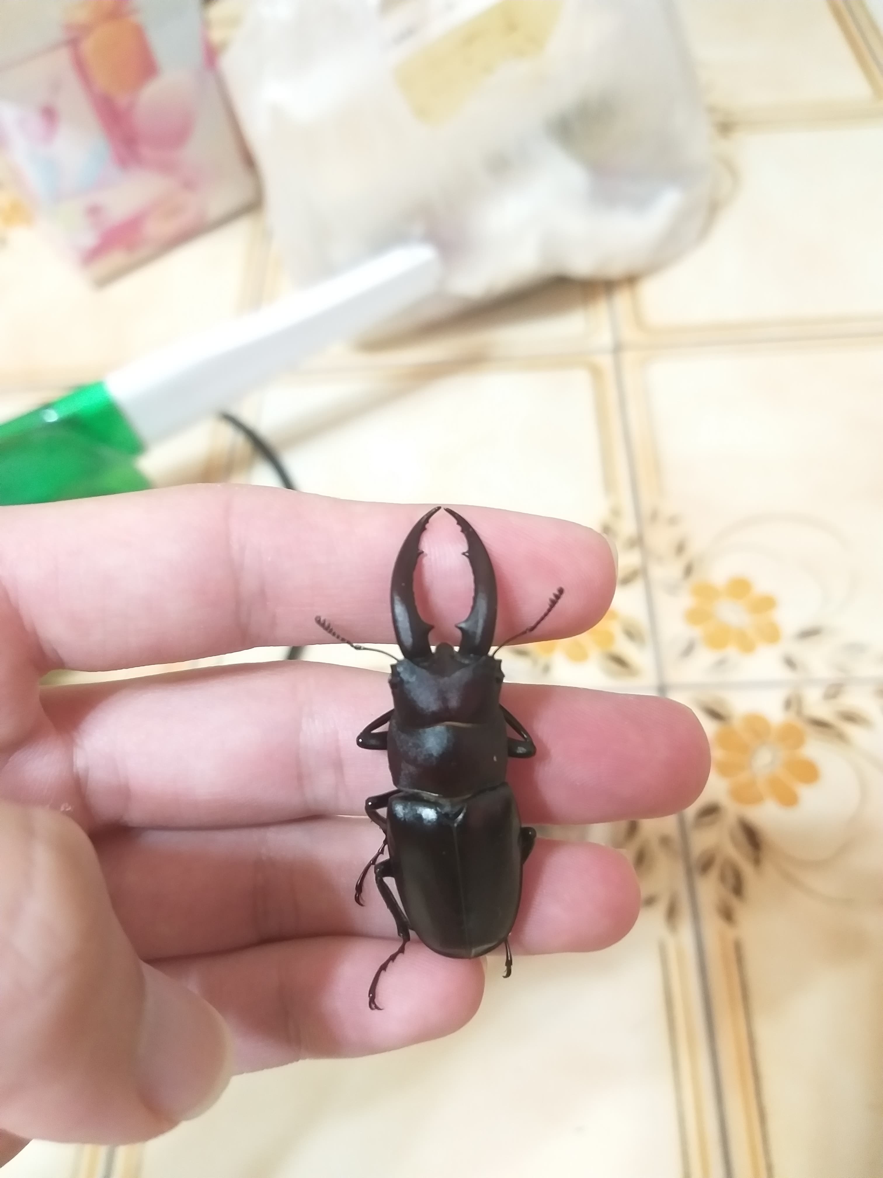 «ö¦¹¦b·sµøµ¡ÂsÄý¹Ï¤ù