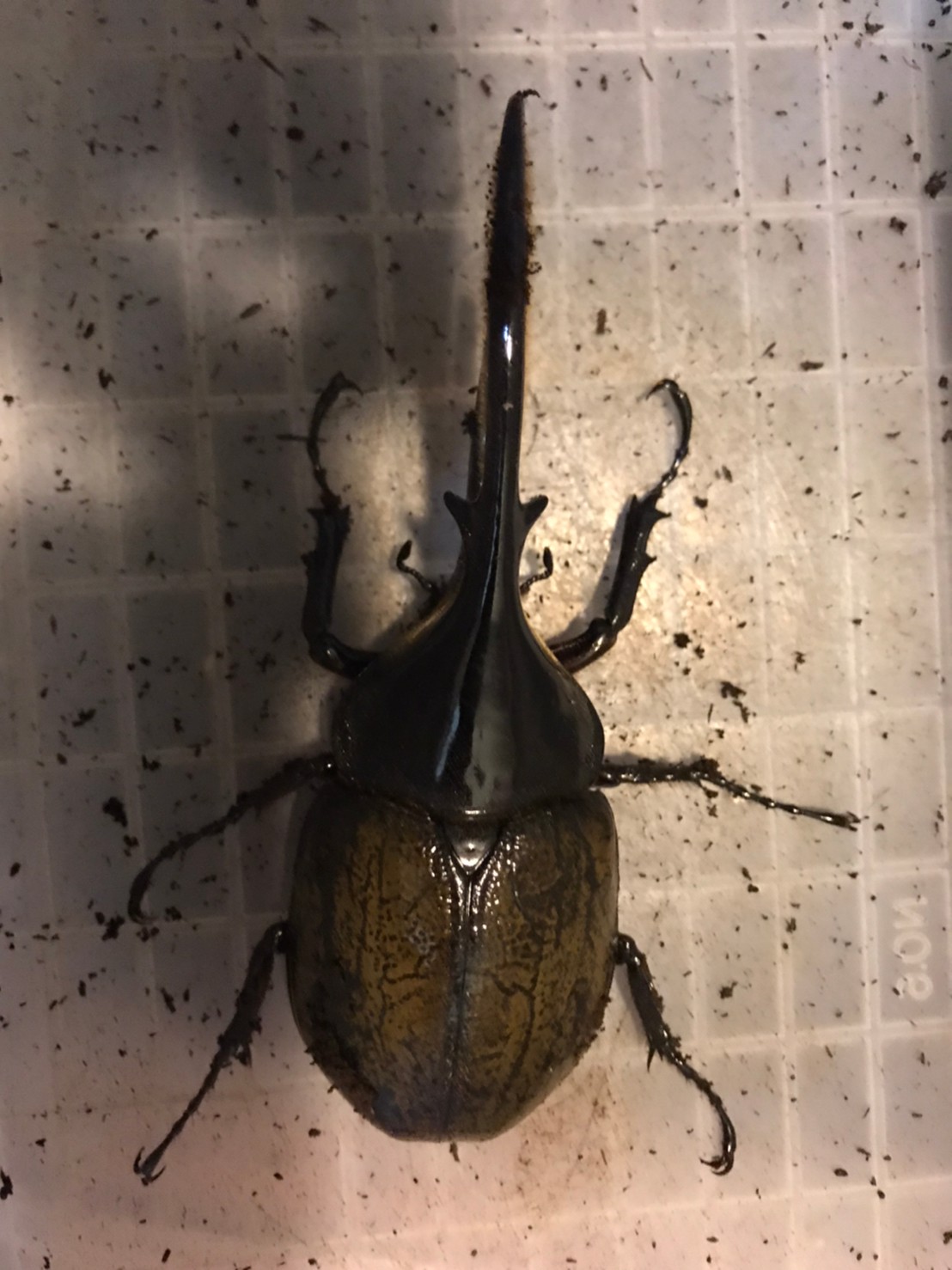 «ö¦¹¦b·sµøµ¡ÂsÄý¹Ï¤ù