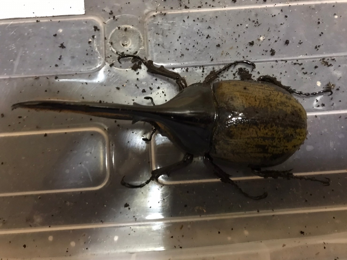 «ö¦¹¦b·sµøµ¡ÂsÄý¹Ï¤ù