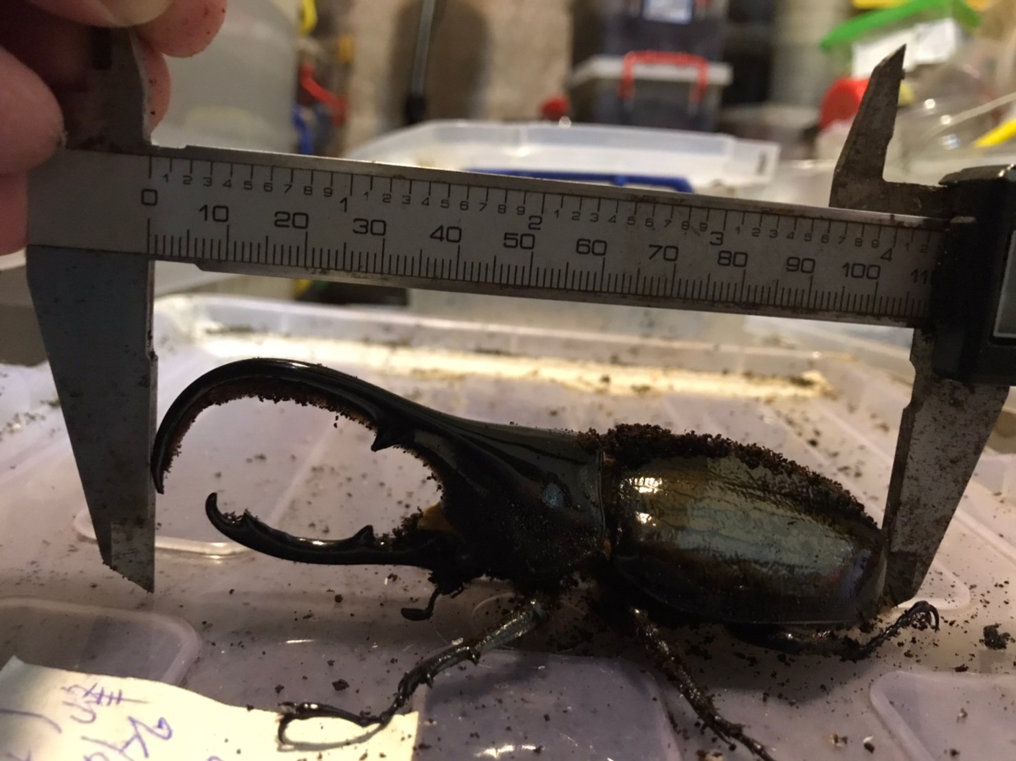 «ö¦¹¦b·sµøµ¡ÂsÄý¹Ï¤ù