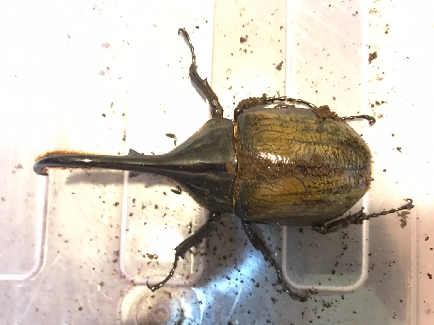 «ö¦¹¦b·sµøµ¡ÂsÄý¹Ï¤ù