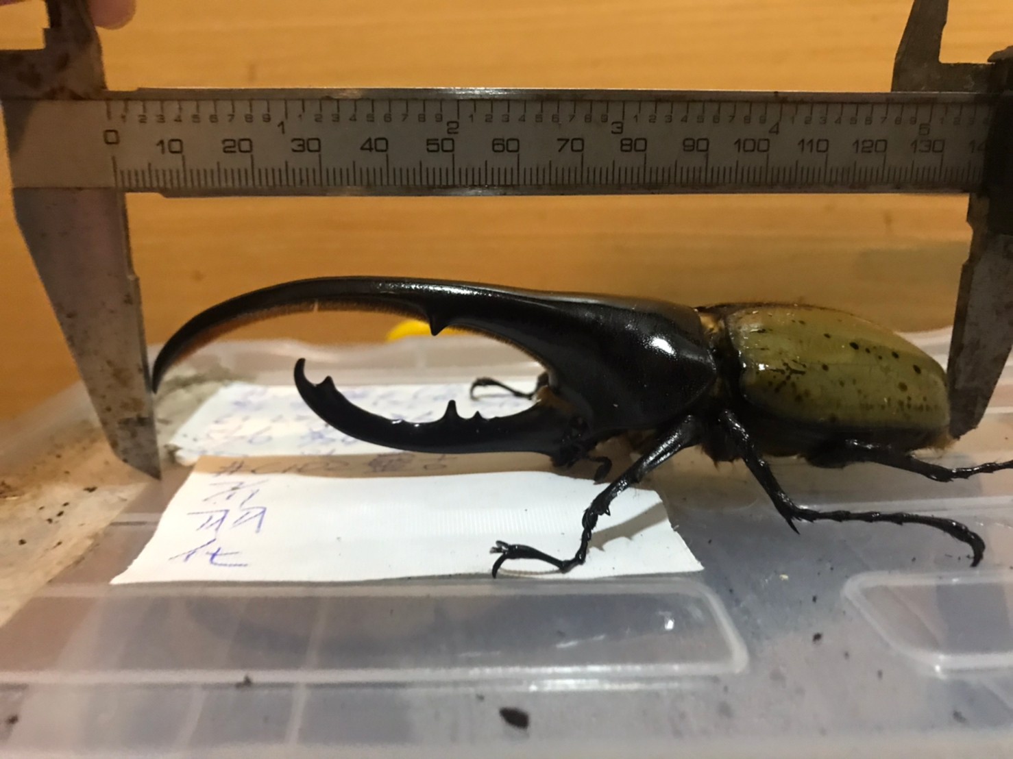 «ö¦¹¦b·sµøµ¡ÂsÄý¹Ï¤ù