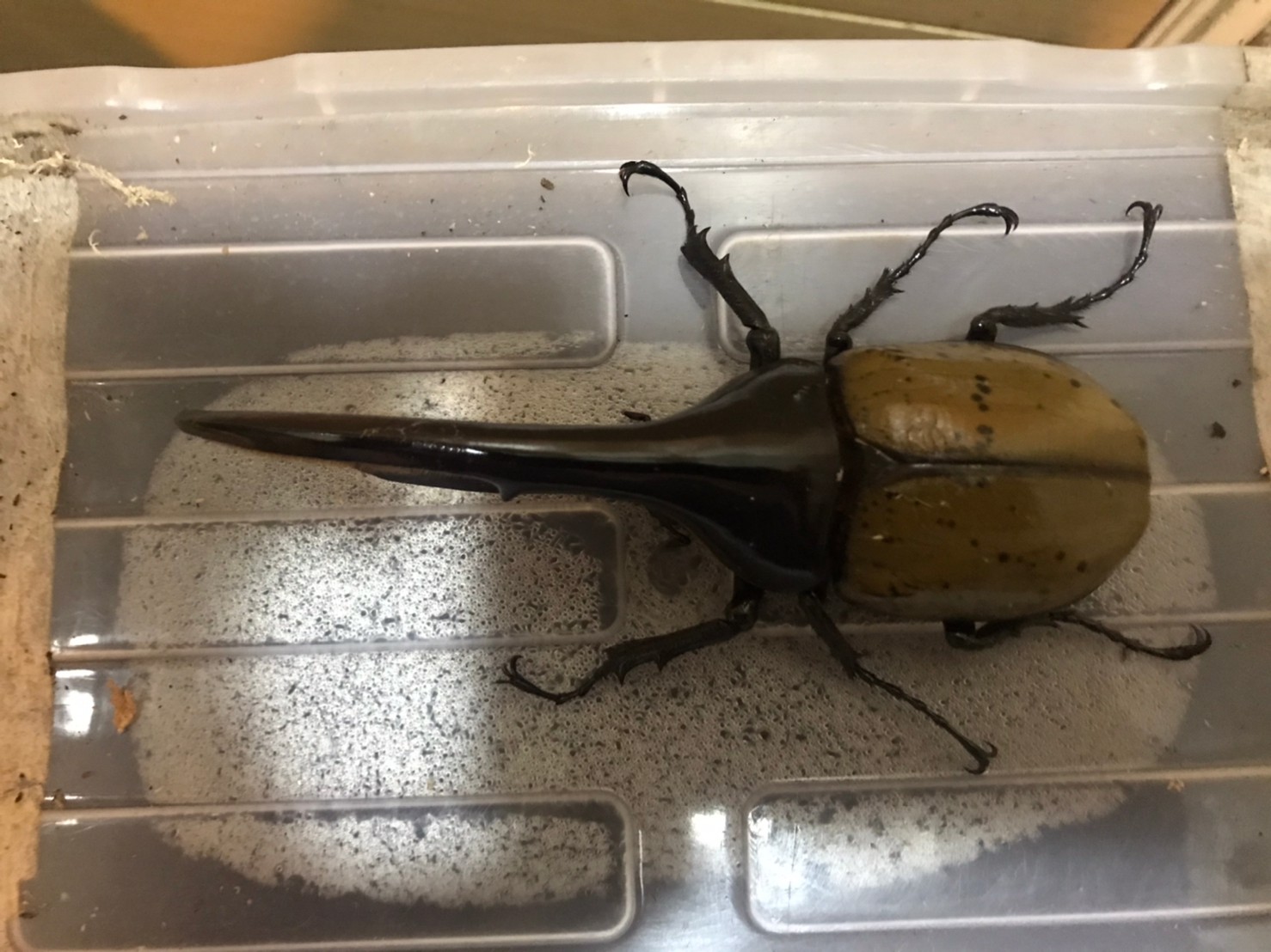 «ö¦¹¦b·sµøµ¡ÂsÄý¹Ï¤ù