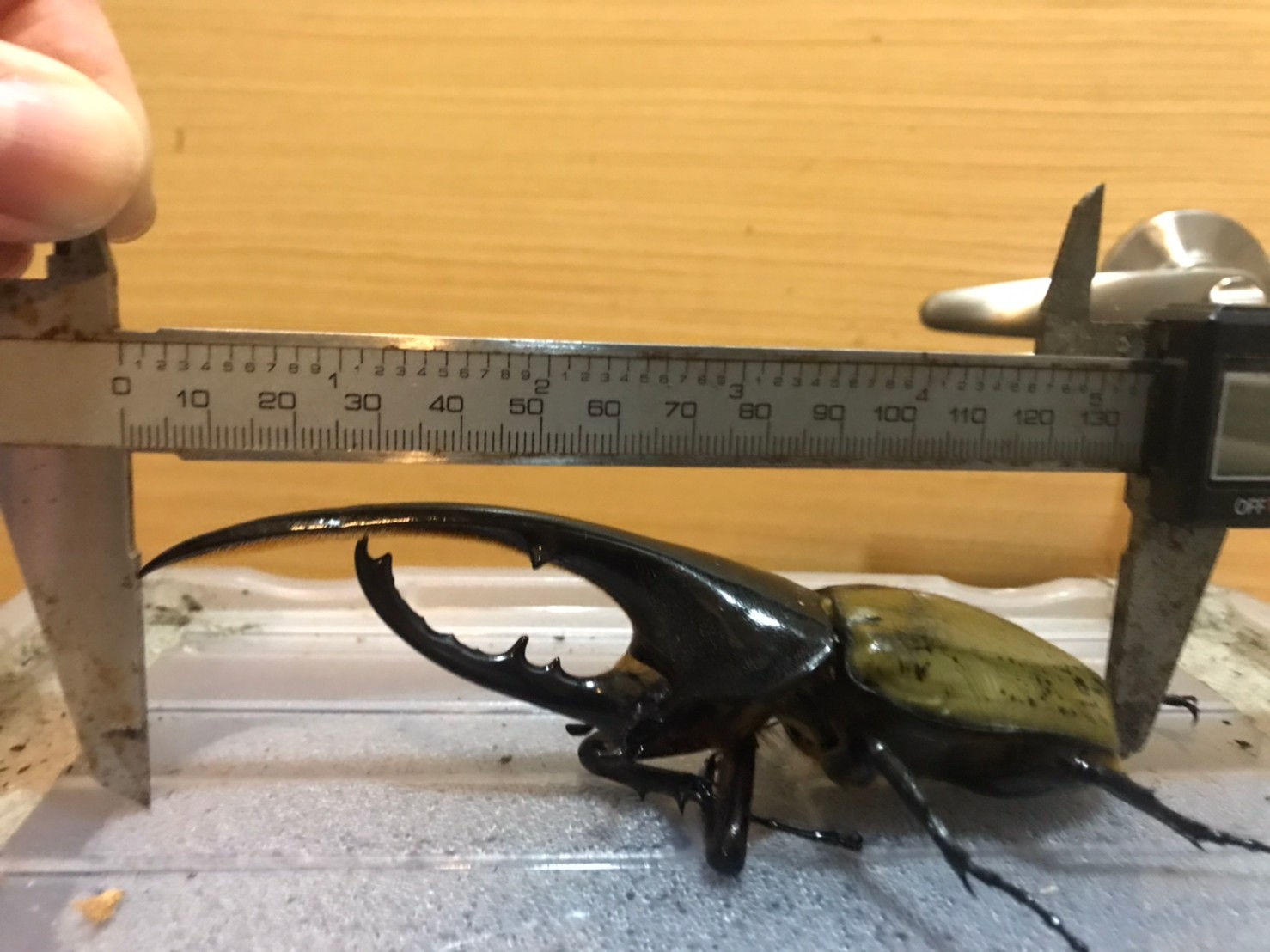 «ö¦¹¦b·sµøµ¡ÂsÄý¹Ï¤ù